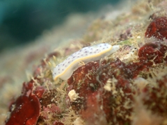 Chromodoris aspersa