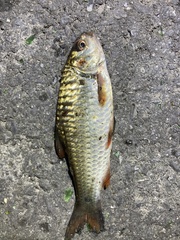 Systomus orphoides