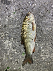 Systomus orphoides
