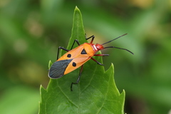 Dysdercus cingulatus