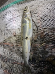 Plecoglossus altivelis