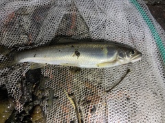 Plecoglossus altivelis