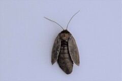 Xestia aequaeva
