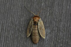 Xestia aequaeva