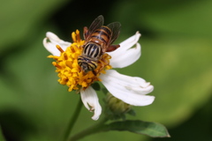 Eristalinus paria