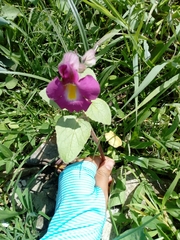 Proboscidea louisianica fragrans