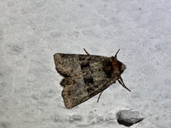 Mesoligia literosa