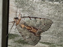 Catocala grynea