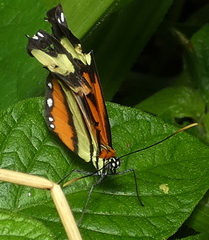 Hypothyris ninonia daeta