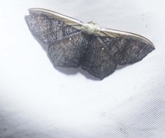 Zythos strigata