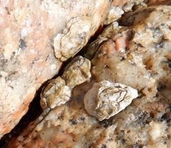 Chthamalus stellatus