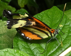 Hypothyris ninonia daeta