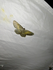 Charissa ochrofasciata