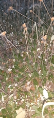 Dryas drummondii