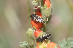 Acmaeodera diffusa