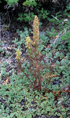 Pedicularis abrotanifolia
