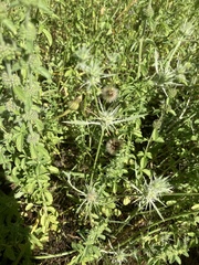 Eryngium petiolatum