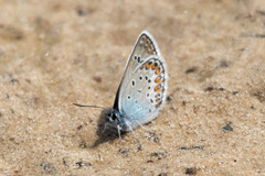 Plebejus argus