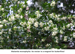 Atalantia monophylla