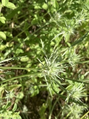 Eryngium petiolatum