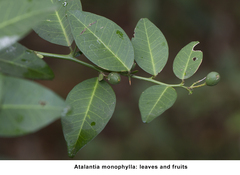 Atalantia monophylla