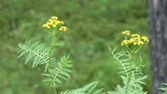 Tanacetum vulgare