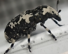 Euparius lugubris