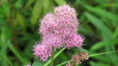 Spiraea