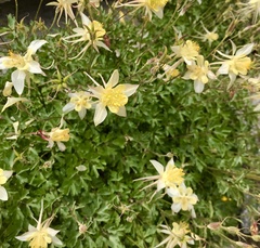 Aquilegia pubescens