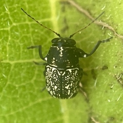 Pachybrachis stygicus