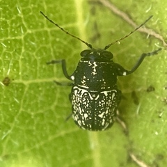 Pachybrachis stygicus