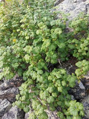 Ribes fragrans