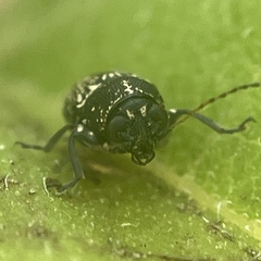 Pachybrachis stygicus