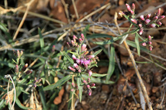 Saussurea salicifolia