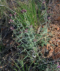 Saussurea salicifolia