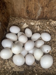 Dendrocygna autumnalis