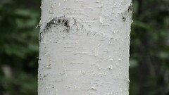 Betula