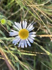Erigeron decumbens