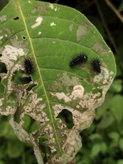 Epilachna mexicana