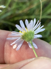 Erigeron decumbens
