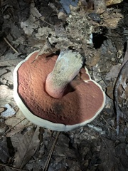 Caloboletus firmus