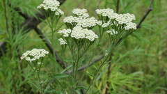 Achillea millefolium