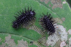 Epilachna mexicana