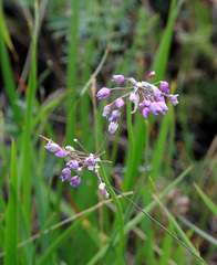 Allium rubens