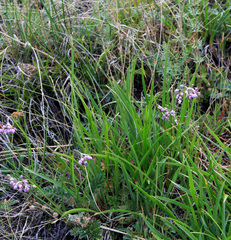 Allium rubens