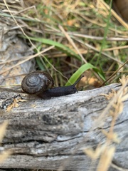Helminthoglypta umbilicata