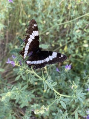 Limenitis lorquini burrisoni