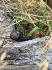 Helminthoglypta umbilicata