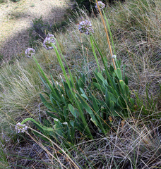 Allium nutans
