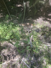 Verbena scabra